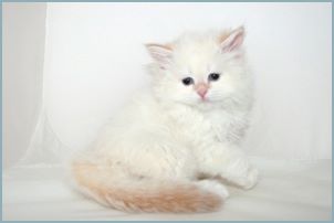 Male Siberian Kitten from Deedlebug Siberians